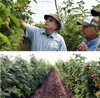 Visiting raspberry growers