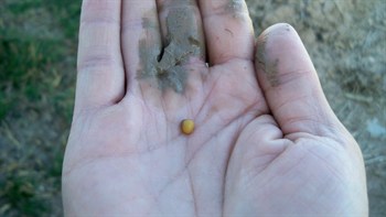 Cote n mix para el cultivo del arroz en la zona de Valencia.