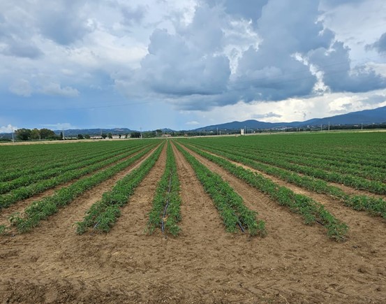 Haifa Iberia participa en las jornadas demostrativas sobre fertilización, semillas y fitosanitarios para el cultivo del cereal en Salamanca