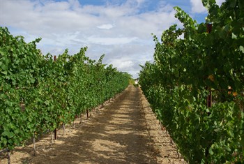 CoteNmix en Viñedos en el Norte de España