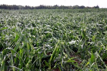 GRANIZADA COSECHA DE MAIZ Y FUTALES