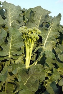 Broccolini