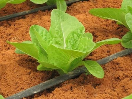 alimentacion de las plantas