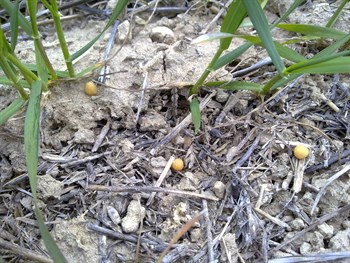 FERTILIZACIÓN EN CEREALES DE INVIERNO CAMPAÑA 2013-2014.