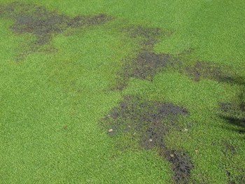 Sulfur, sulfate and Turf