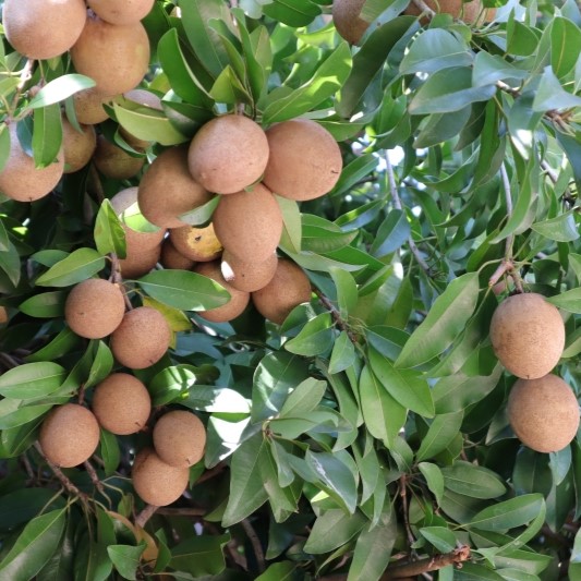 Mamey Sapote (Pouteria Sapota) 