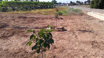 USO DE FERTILIZANTES DE LIBERACIÓN CONTROLADA DE ÚNICA APLICACIÓN PARA LA FERTILIZACIÓN DE LOS ÁRBOLES FRUTALES (CULTIVO DEL KAKI). Instituto Valenciano de Investigaciones Agrarias (IVIA), Valencia (España).