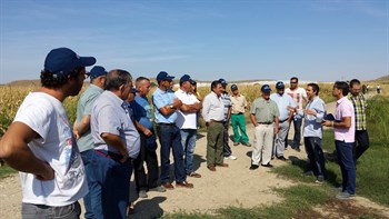 Jornada de campo sobre la fertilización del cultivo del maíz, con fertilizantes de liberación controlada de única aplicación, en diferentes modalidades de siembra. (Seminsa – Haifa Iberia)