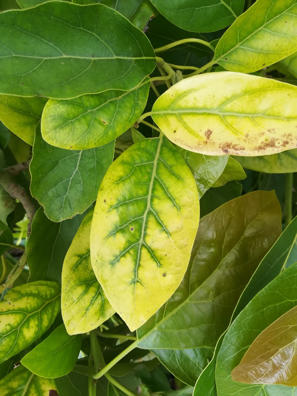 Avocado Magnesium Deficiency