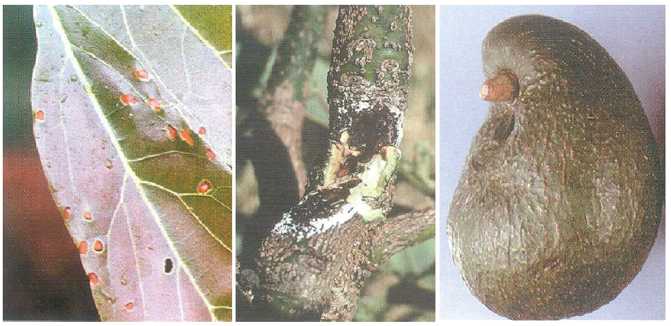 Boron deficiency in avocado