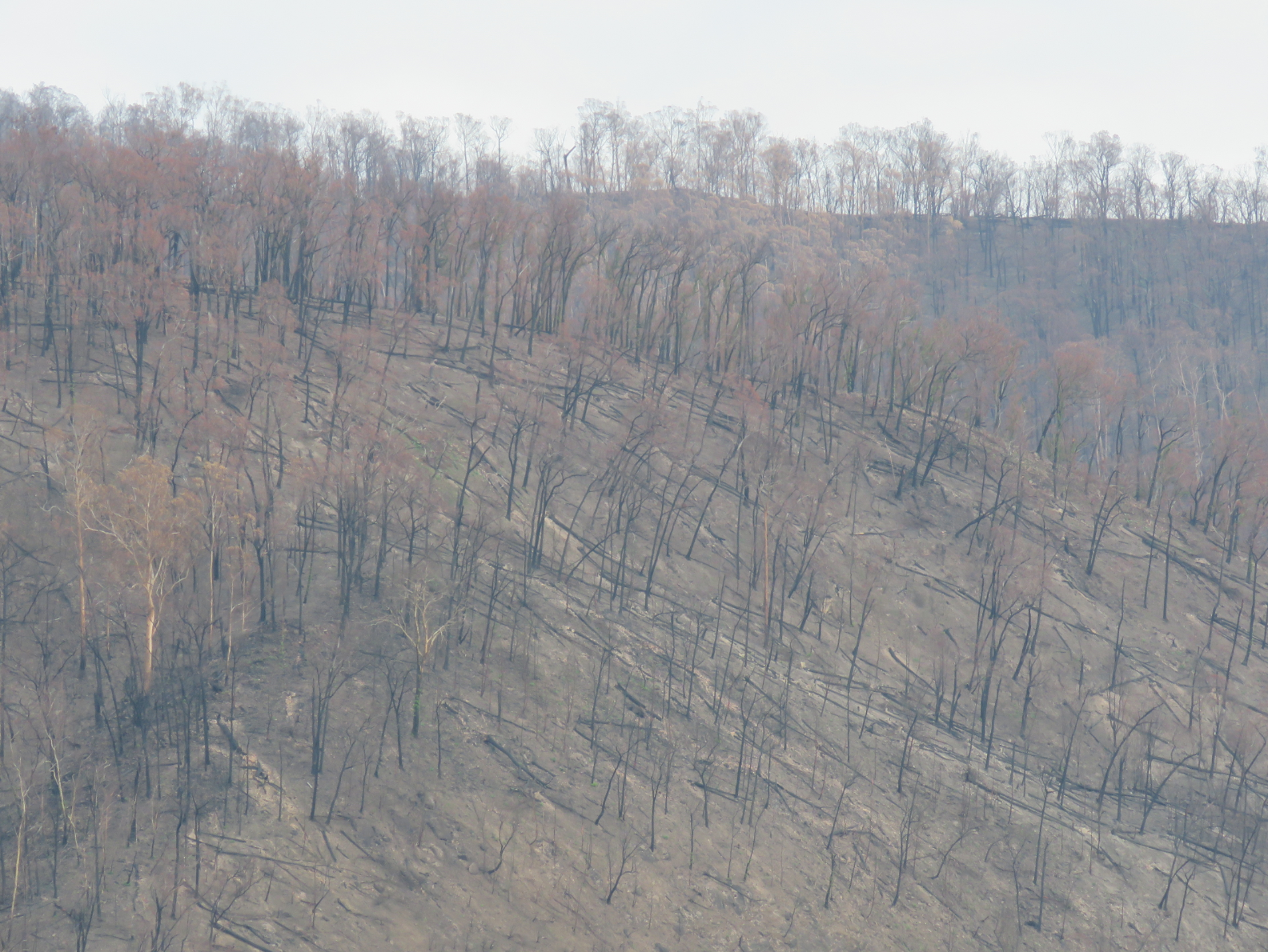 The Bush after a very hot fire has passed through