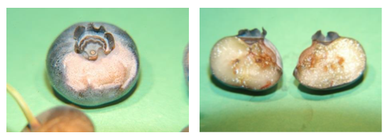 Ca deficiency in Avocado