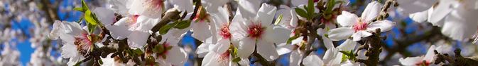 Almond Blooming