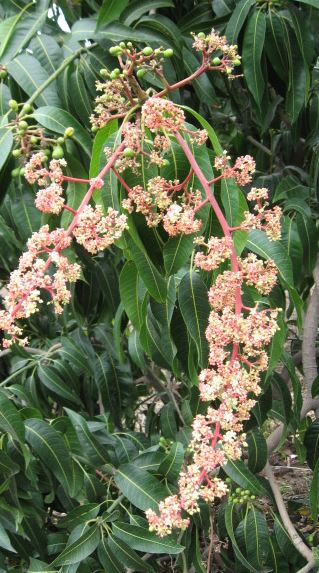 Mango Blooming