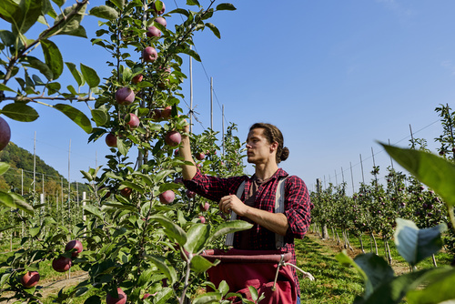 Apple tree grower