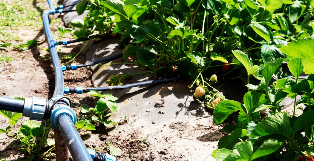 Strawberry Nutrigation™ (fertigation) in open fields