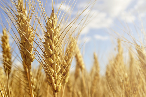 Wheat field