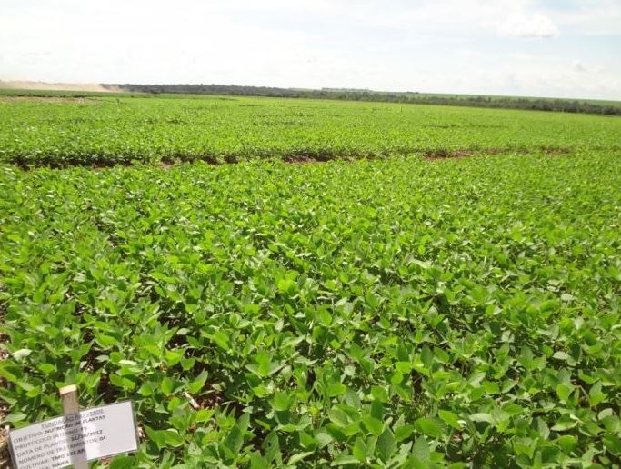 The many benefits of soybean foliar feeding with Haifa Bonus