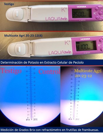 Multicote Agri incrementa contenido de Potasio en Extracto Celular de Peciolo y Grados Brix en Frambuesas.