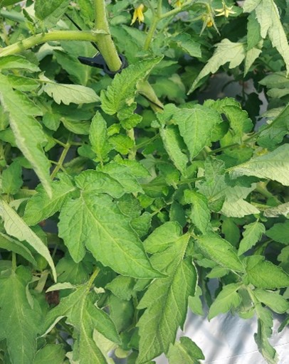 Nitrogen deficiency in tomato