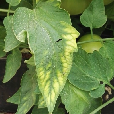 Magnesium deficiency in tomato