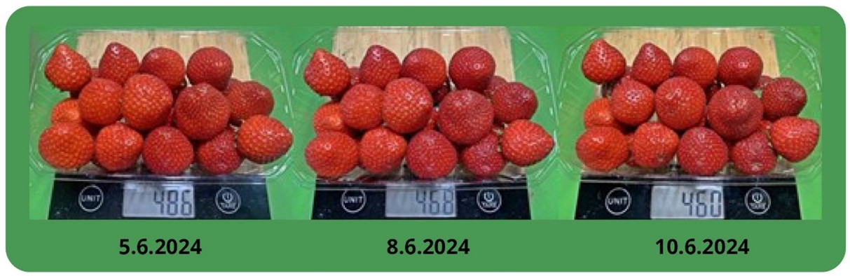 Shelf-life evaluation of HaifaStim™-treated strawberries: minimal weight loss.