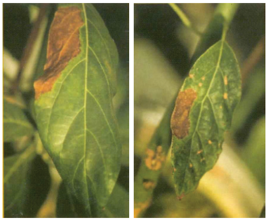 phosphorus deficiency