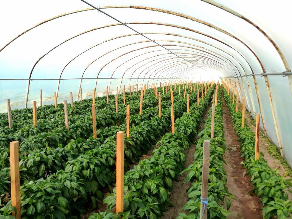 Peppers in polytunnel