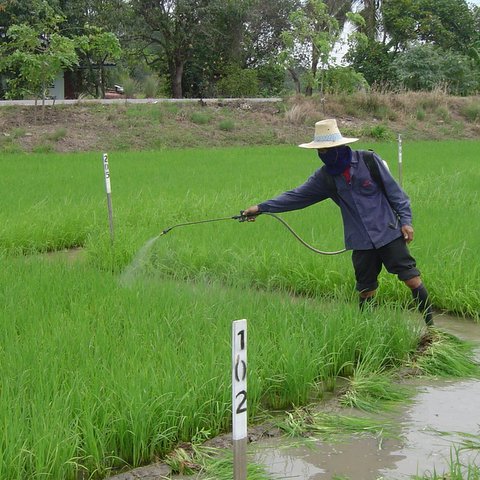 Foliar Spray for rice