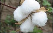 Cotton