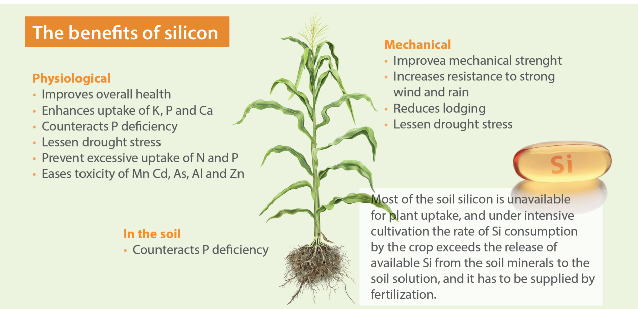 The benefits of Silicon