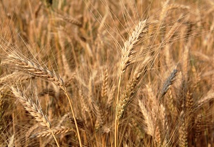 wheat field