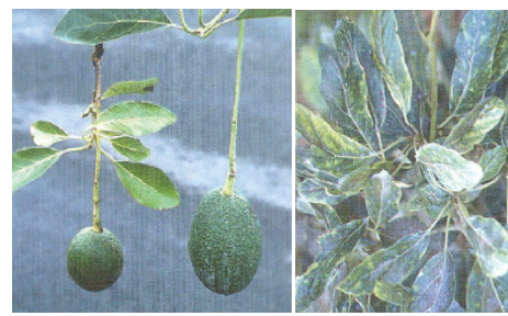 Zinc deficiency in avocado